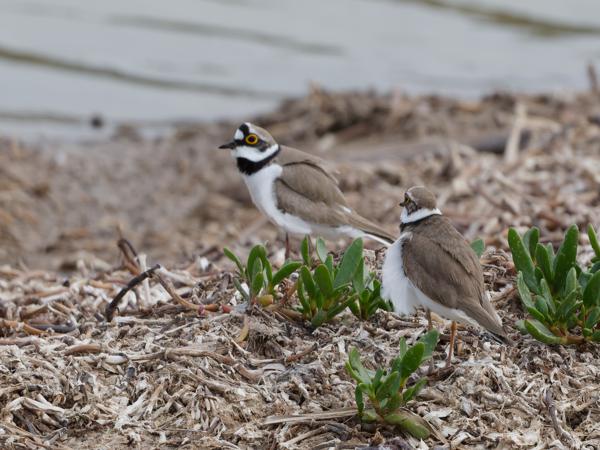 <h3><a href="/trips/grancanaria-2023/biota/animalia/chordata/aves/024 charadriiformes/009 charadriidae/charadrius dubius/charadrius dubius-nl.html">Charadrius&nbsp;dubius</a> / Little&nbsp;ringed&nbsp;plover / Kleine&nbsp;plevier</h3>NIKON D500 met AF-S Nikkor 500mm f/5.6E PF ED VR, 1/1250 sec  bij F6.3, ISO 400, afstand 23.7&nbsp;m